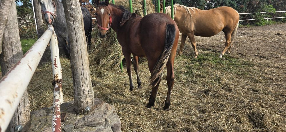 Ogier typ szlachetny gniady