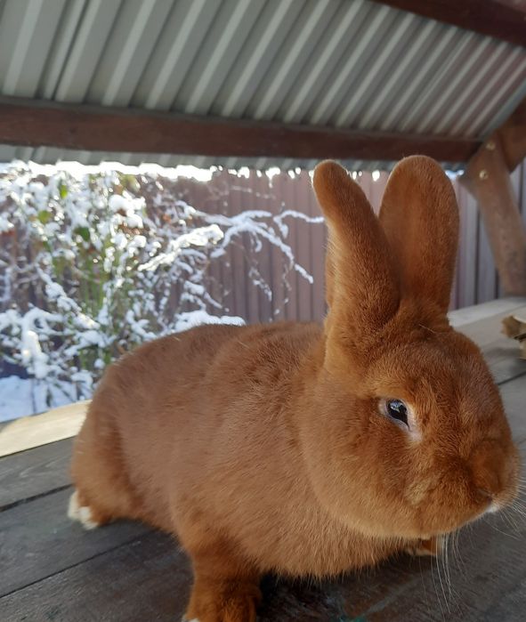 Кролики  НЗК Каліфорнія