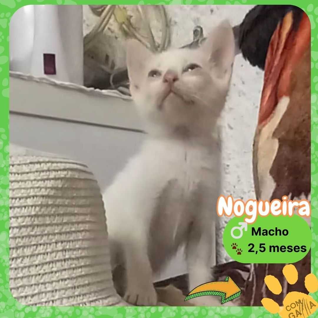 Gatinhos para adoção
