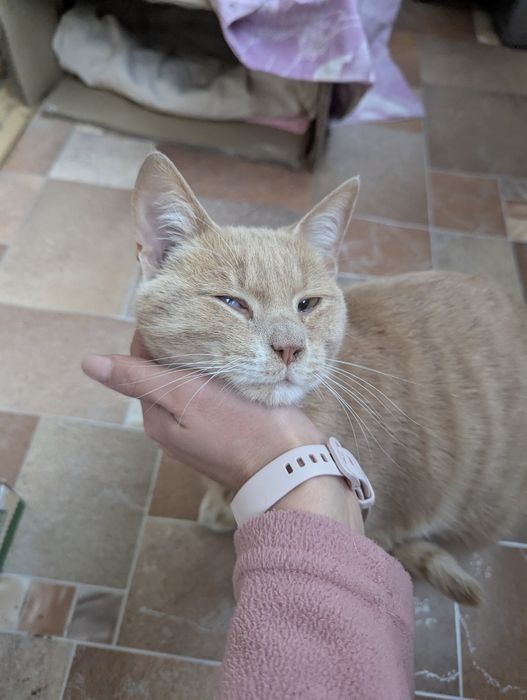 Отдам котика в хорошие руки