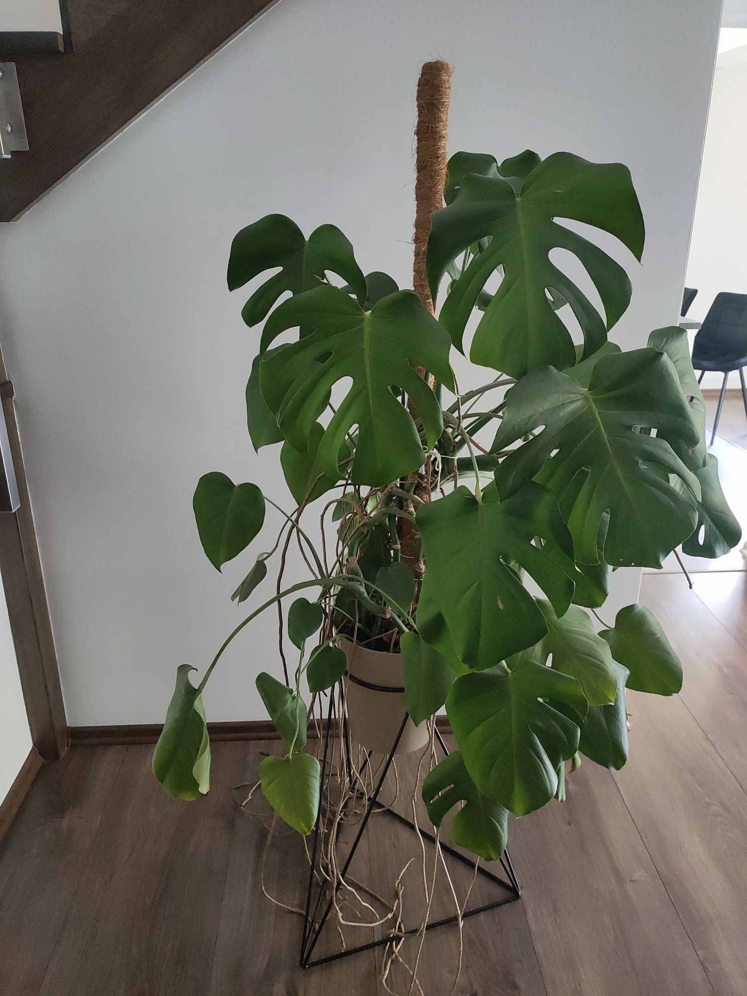 Monstera duży kwiat