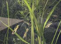 Gupiki Endlera Yellow Tiger Neon 1+2
