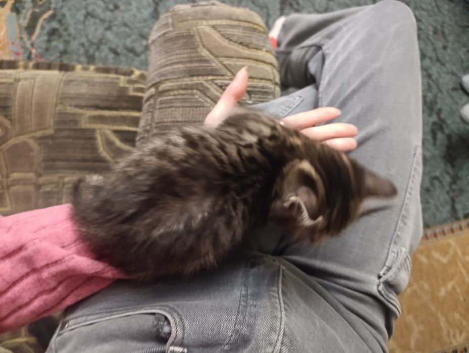 Котенок мальчик, полтора месяца