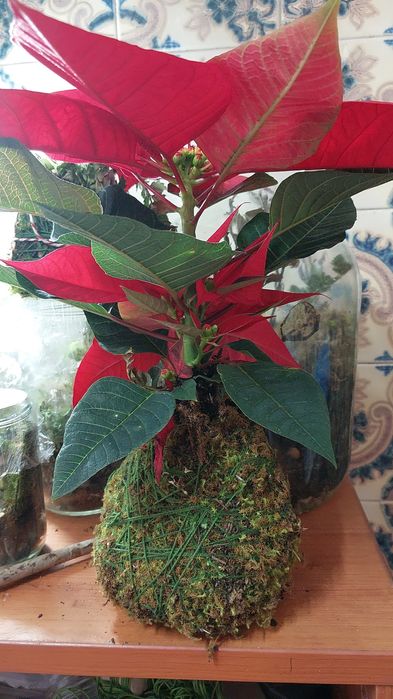 Natal com Harmonia: Kokedama de Estrela-do-Natal Artesanal