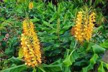 Wianecznik Gardnera (Hedychium Gardnerianum)