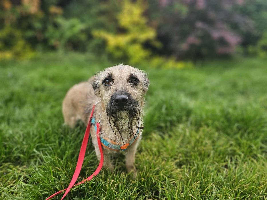 Mała, delikatna sunia szuka domu