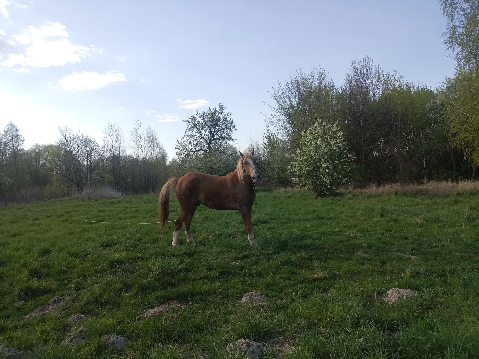 Молодий кінь 4роки