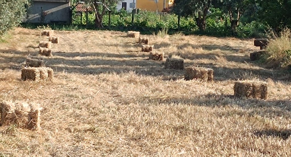 Vendo fardos de palha de aveia com grão