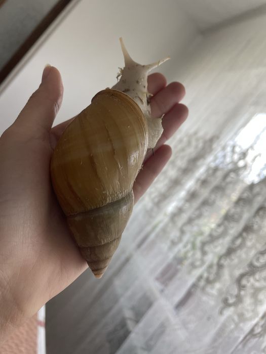 Африканські равлики ахатини