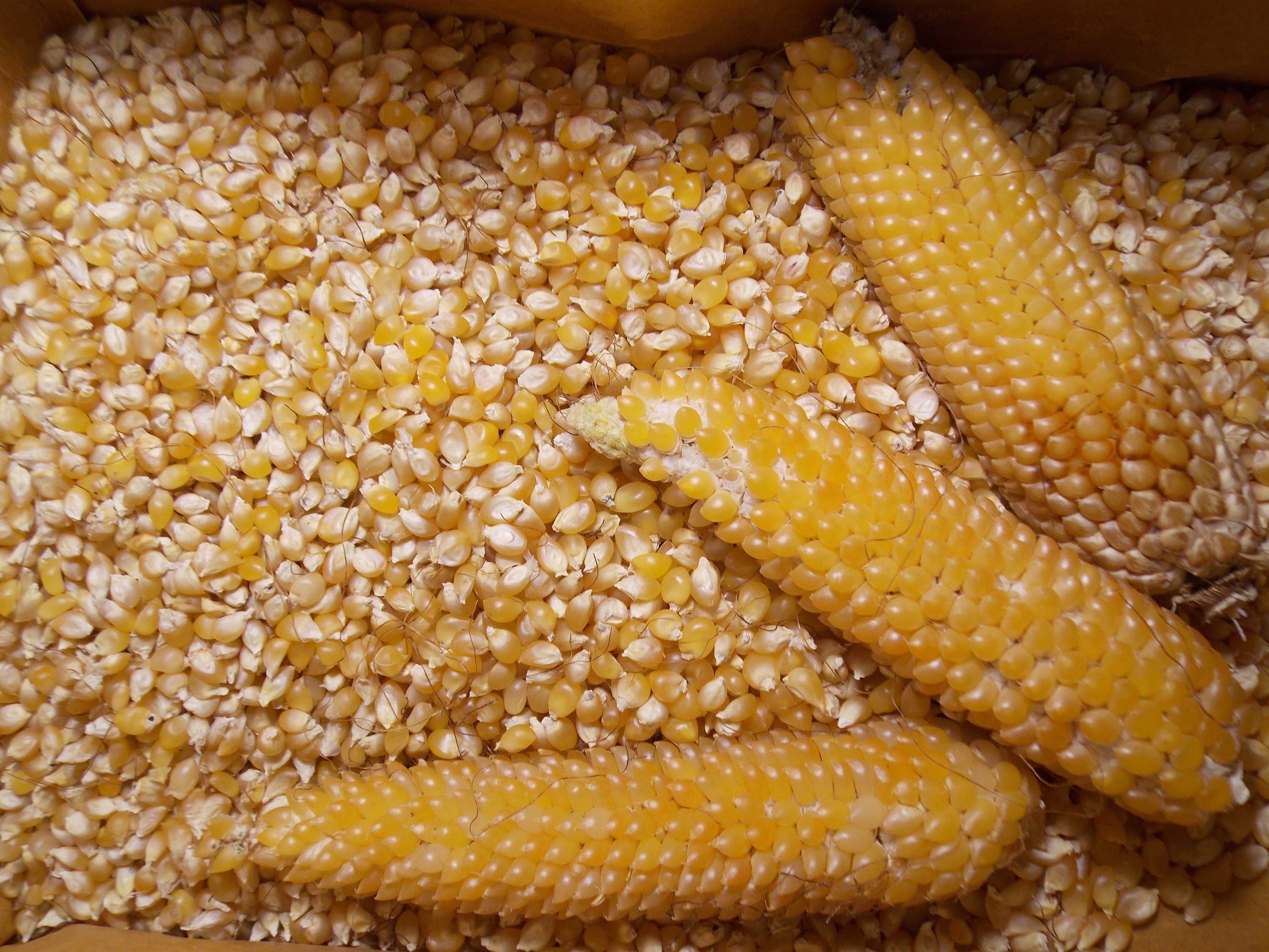 Кукуруза попкорн.  | Удобная фасовка от 500 г | 2 сорта кукурузы |
