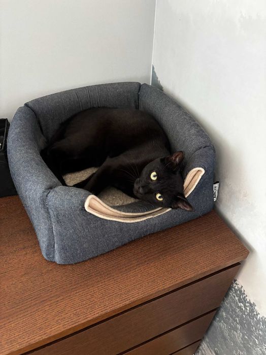 roczny kocurek za darmo