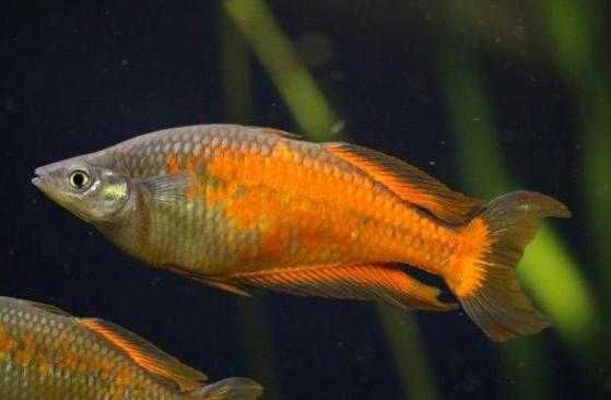 Tęczanka Parkinsona - Melanotaenia parkinsoni - dowóz, wysyłka