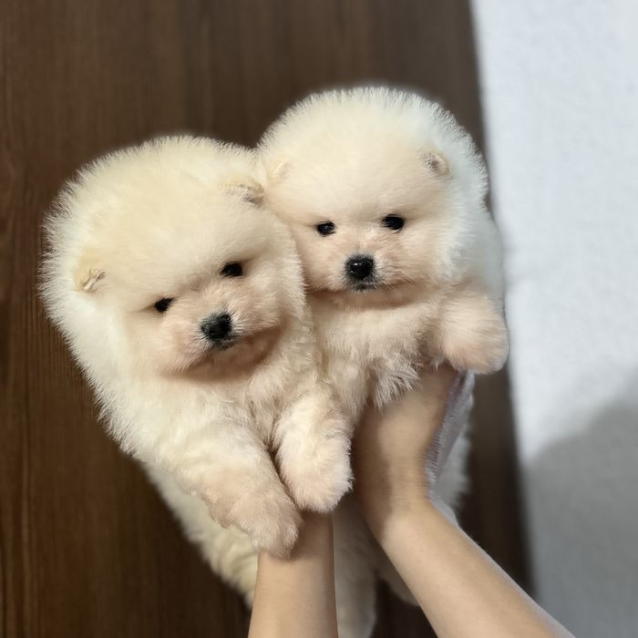 лялькові Ведмедики шоу классу