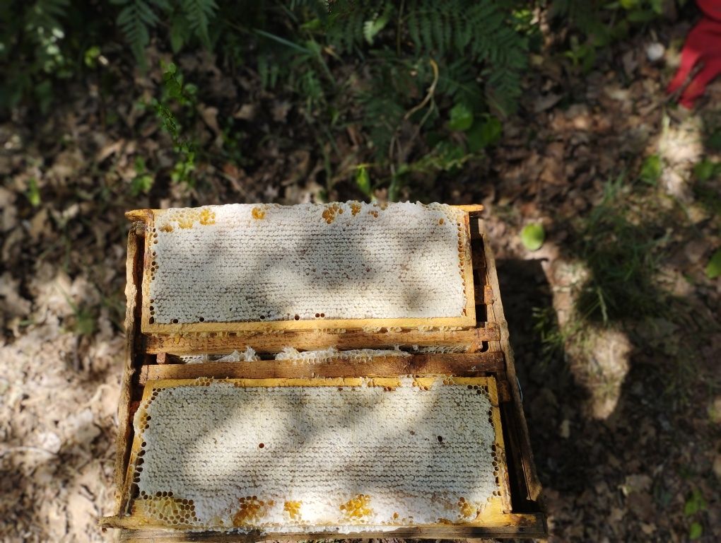 Продам мед лісовий-різнотрав'я