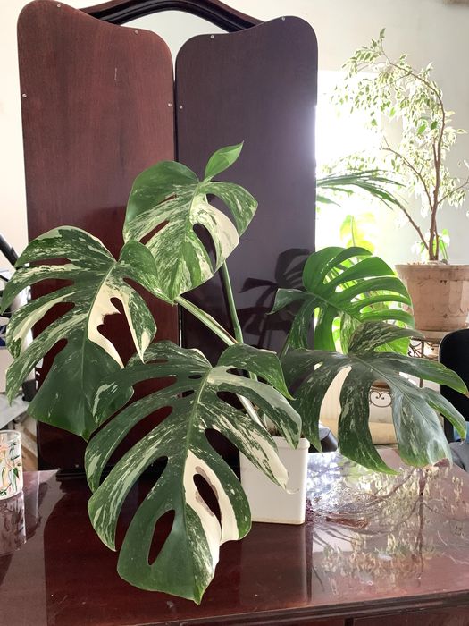 Монстера вариегатная,