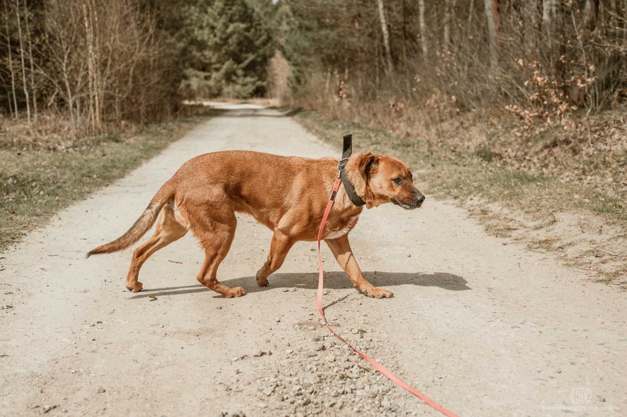 Tosa inu Buddy szuka swojej nowej rodziny 5l. 45kg duży