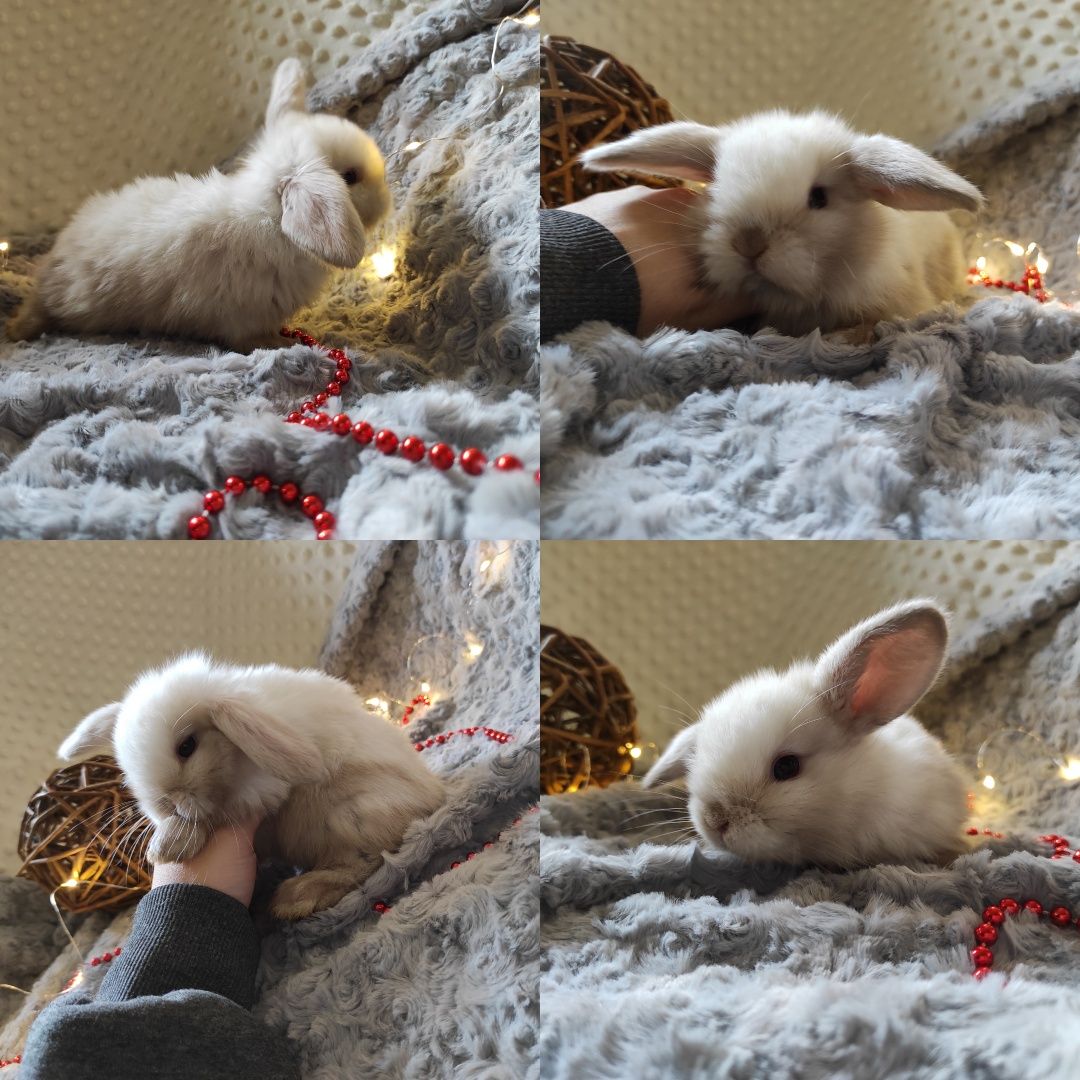 Mini Lop Króliczki Czystej Rasy z WYPRAWKĄ I KSIĄŻECZKĄ ZDROWIA