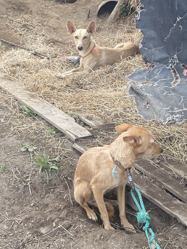 Caēs para adopção