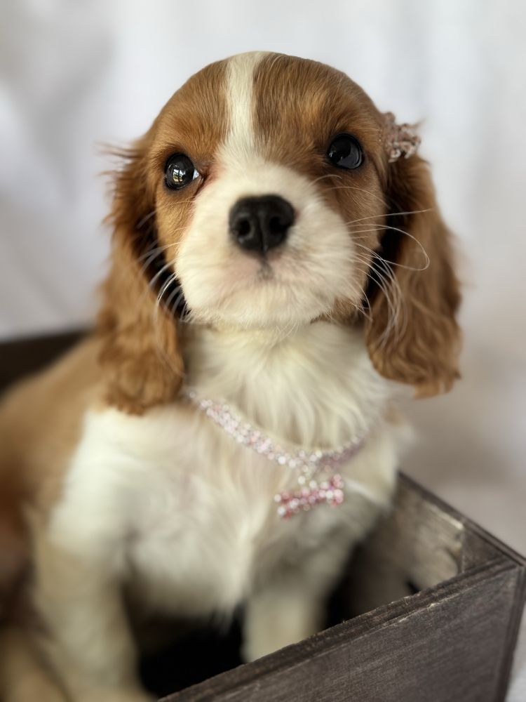 Sunia blenheim- Cavalier King Charles Spaniel