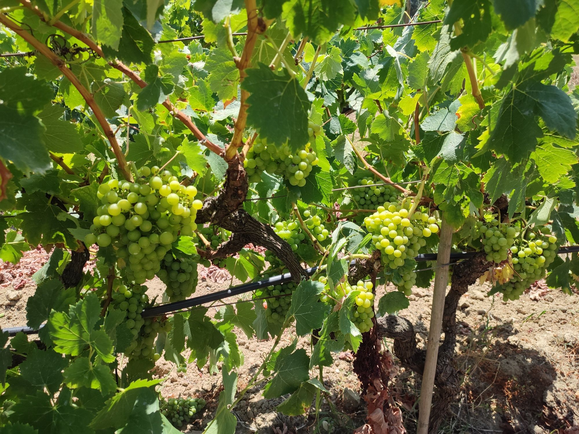 Vendo uvas brancas e tintas para vinho