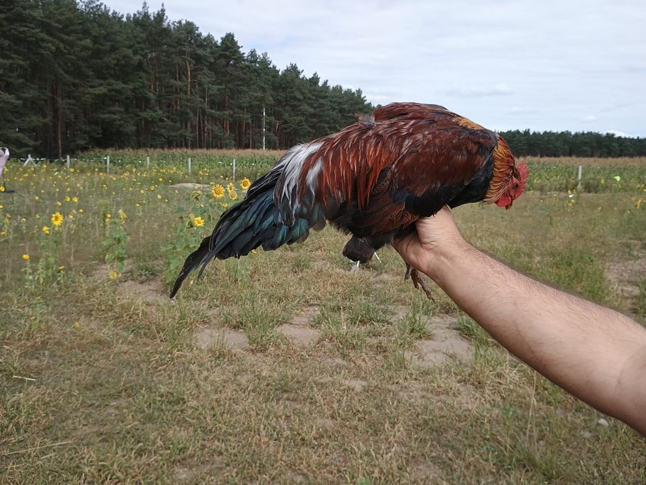 Kogut zielononóżka