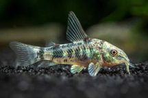 Corydora Paleatus - Pimenta