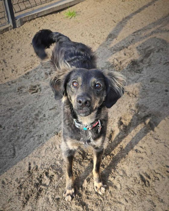 Sami super energiczny młodziak do adopcji