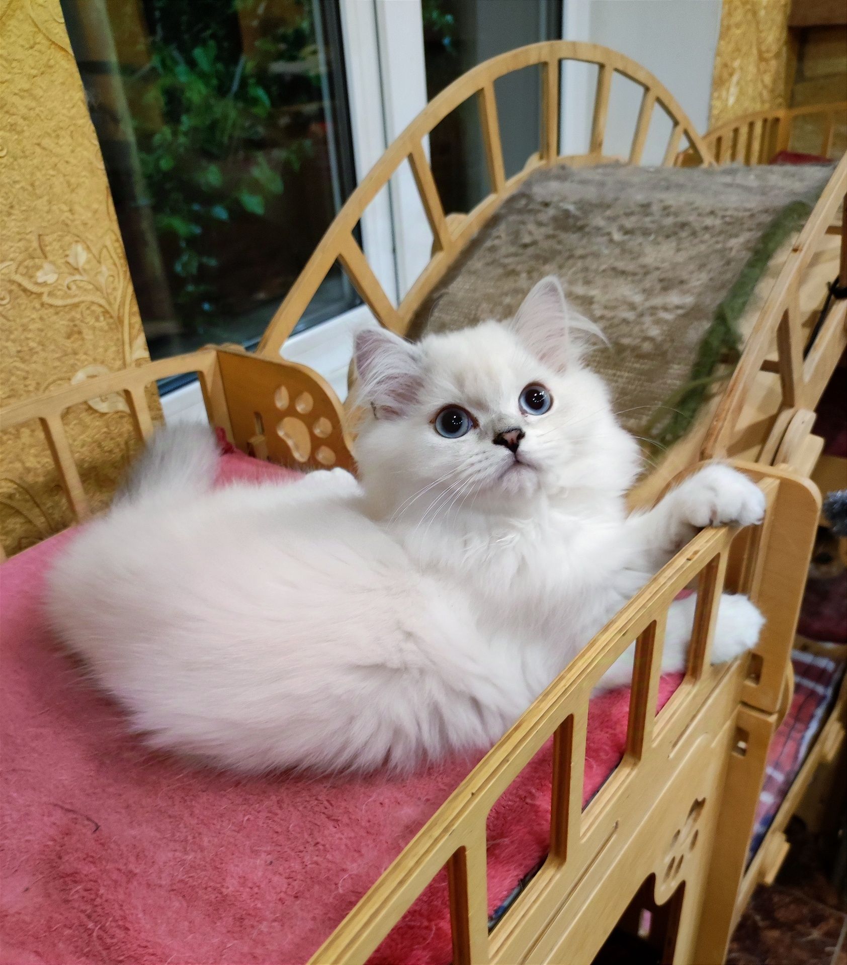 Клубный голубоглазый мальчик шиншиллка мальчик