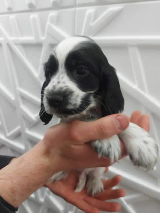 Cocker spaniel angielski