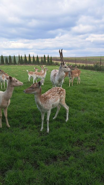 Sprzedam daniele stado