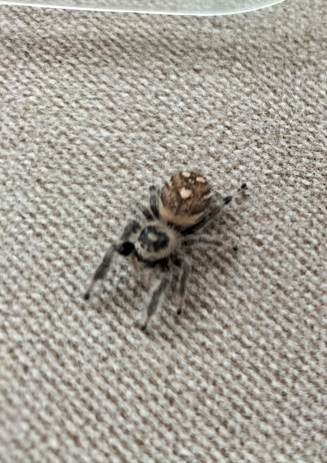Parka skakunów królewskich Phidippus regius