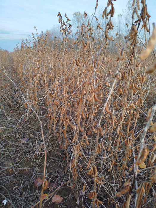 Soja sprzedam zbiór 2025