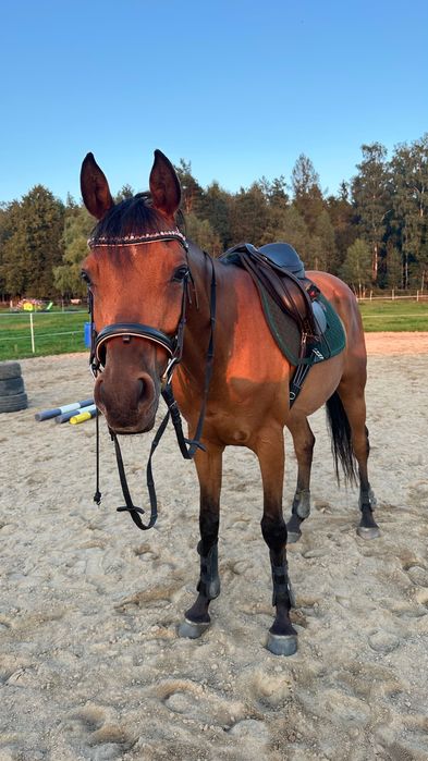 Wydzierżawię cudownego walaszka