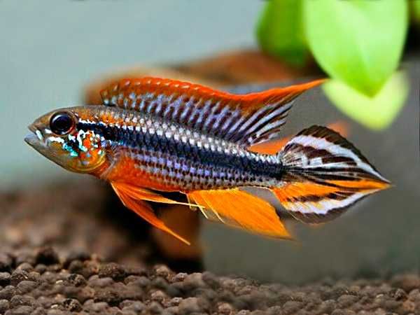 Apistogramma agassizii  Pielęgniczka Agassiza odmiany super red i blue