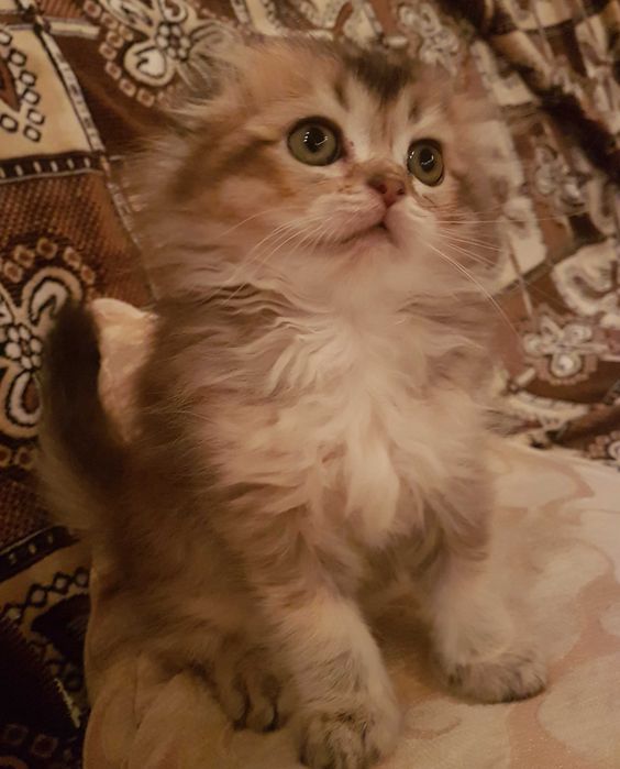 Кошенята порода шотландська висловуха