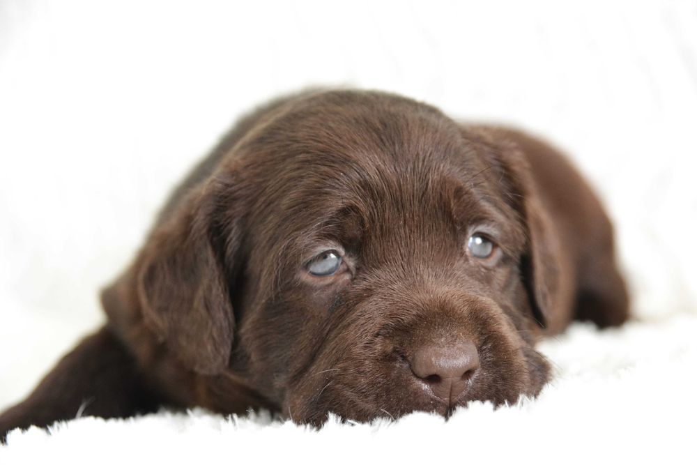 Cudowny szczeniak Labrador Retriever FCI