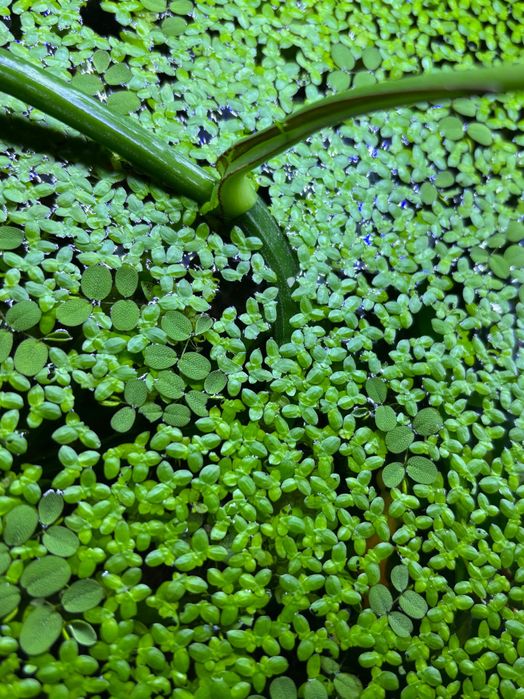 Salvinia Auriculata Salwinia 70 listkow                [ DUŻA PORCJA ]