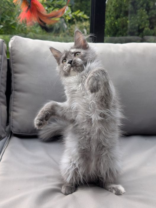 Amira niebieska szylkretka Maine Coon Zapraszamy