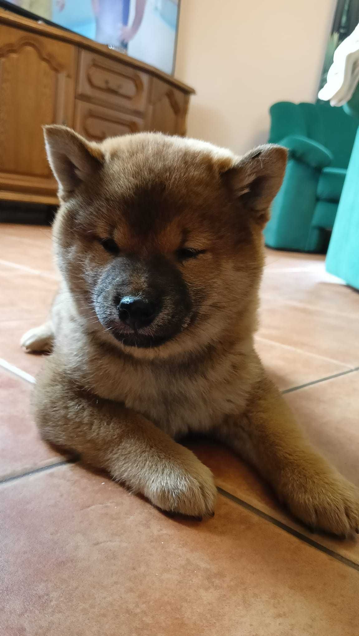 Shiba Inu suczka RUDA Wrzosowa Zagroda FCI ZKwP