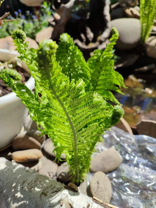 Папороть папоротник