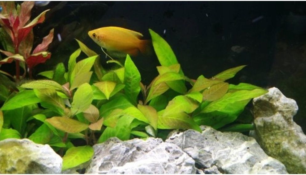 Hygrophila Corymbosa roślina akwariowa 5 sztuk do akwarium