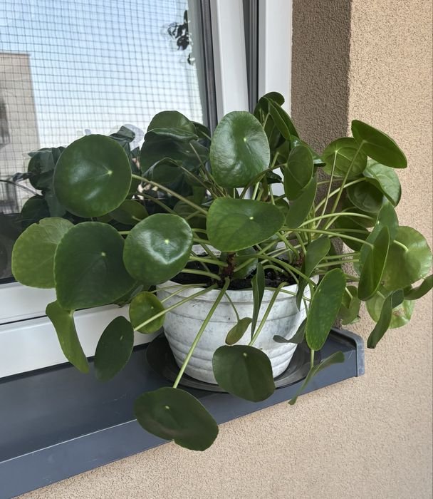 Duzy kwiat pieniążek Pilea peperomioides
