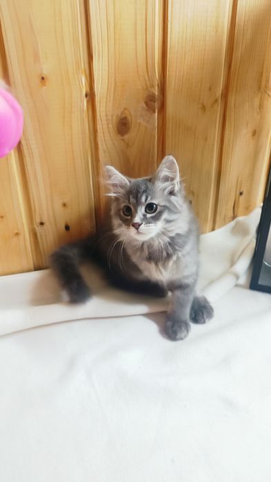 Kocurek syberyjski gotowy do odbioru