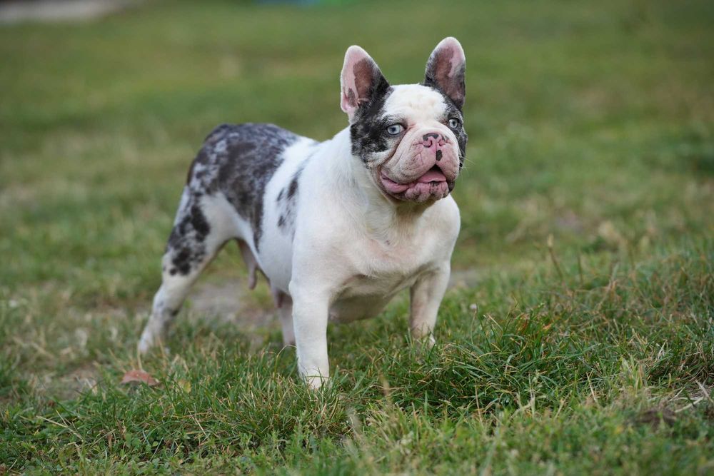 Buldog Francuski Suczka