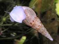 Caracol trombeta, melanoide tuberculata