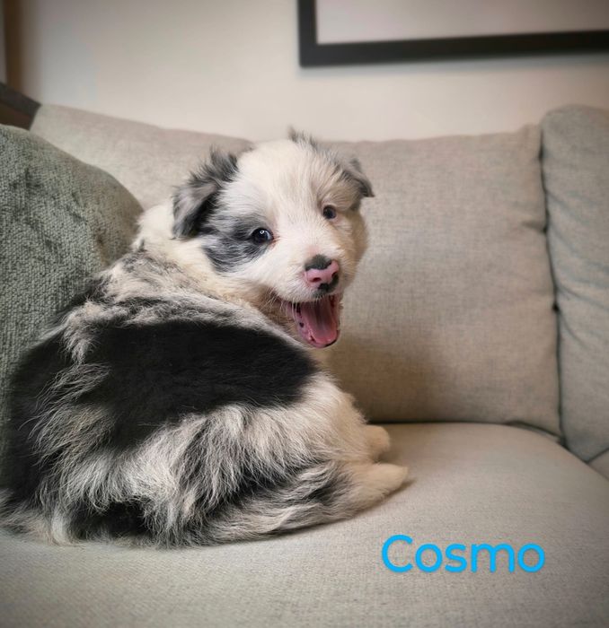 Border Collie  Piesek Blue Merle Badania