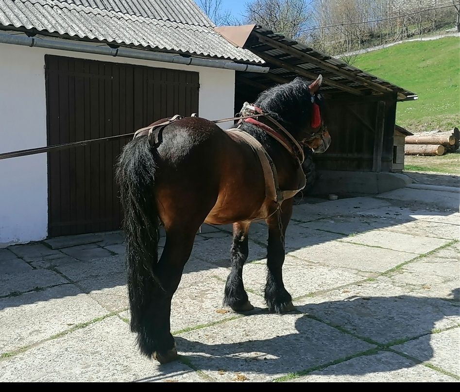 Sprzedam konia, Koń