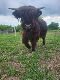 Highland cattle byk