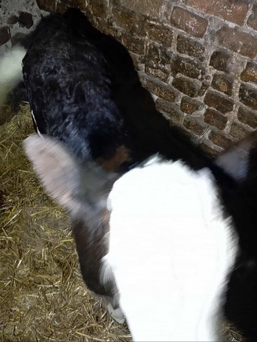 Jałoszka czarno biała