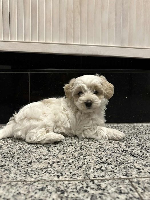 Szczeniak Maltipoo